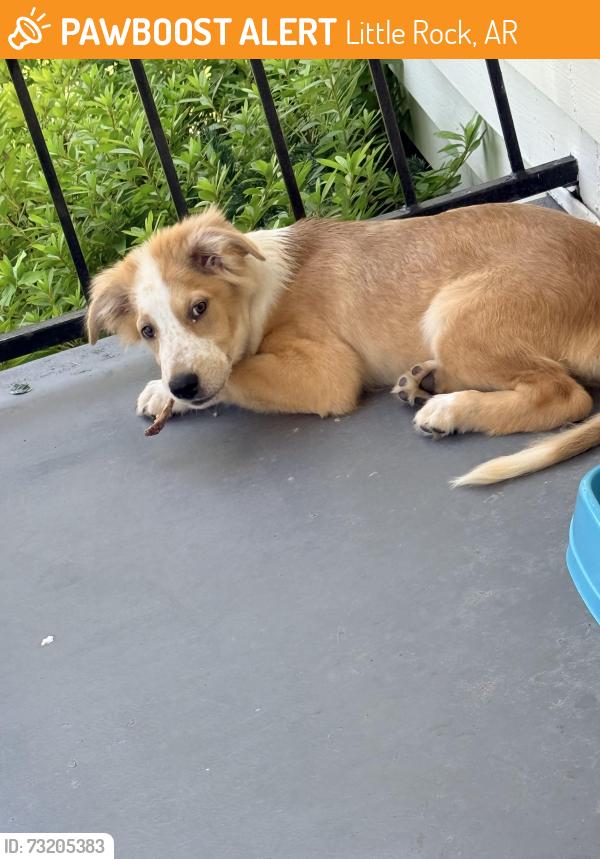 Found/Stray Male Dog last seen Barrington apmt, Little Rock, AR 72201