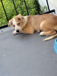 Found/Stray Male Dog last seen Barrington apmt, Little Rock, AR 72201
