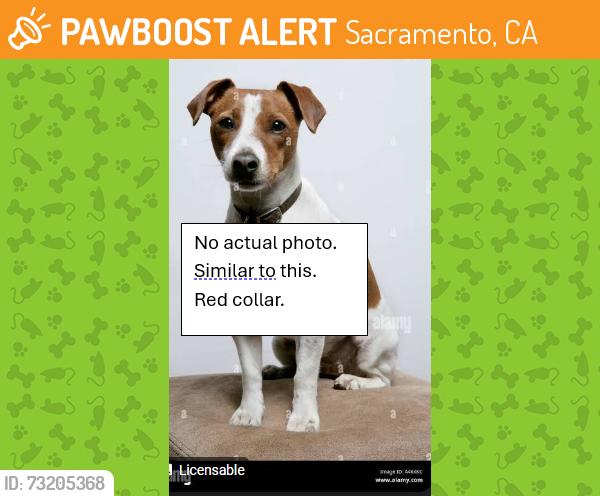 Found/Stray Female Dog last seen The Anxiety Treatment Center, Sacramento, CA 95827