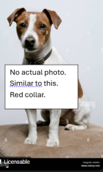 Found/Stray Female Dog last seen The Anxiety Treatment Center, Sacramento, CA 95827