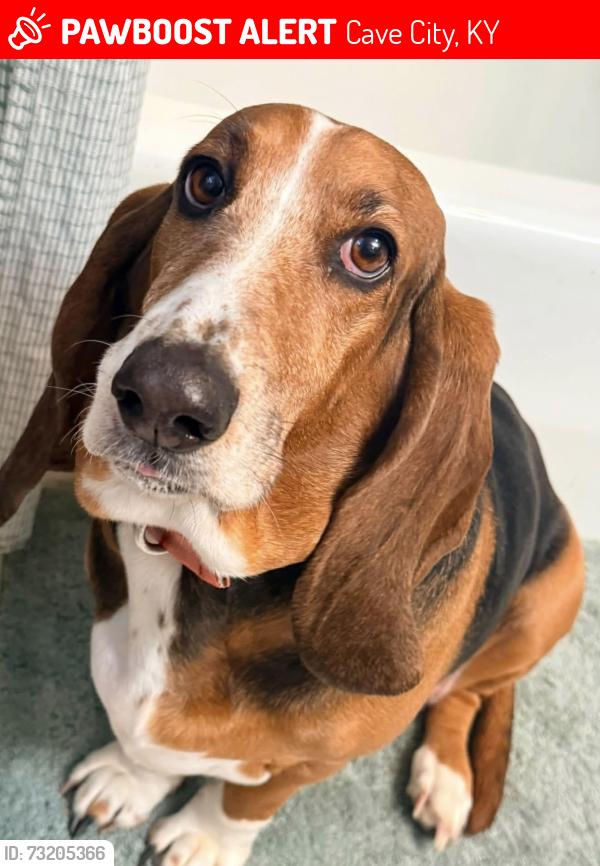 Lost Female Dog last seen South Toohey Ridge Rd., Cave City, KY 42127