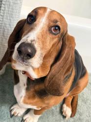 Lost Female Dog last seen South Toohey Ridge Rd., Cave City, KY 42127