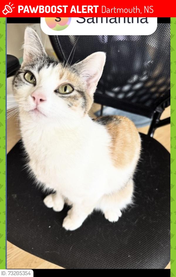 Lost Female Cat last seen my place on 33 pleasant st, Dartmouth, NS 