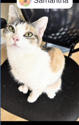Lost Female Cat last seen my place on 33 pleasant st, Dartmouth, NS 
