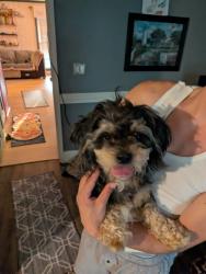 Reunited Male Dog last seen Lewisville clemmons Peace haven, Winston-Salem, NC 27104