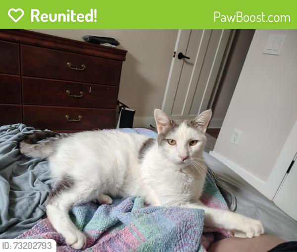Reunited Male Cat last seen Carroll Rd, Fort Wayne, IN, Fort Wayne, IN 46818
