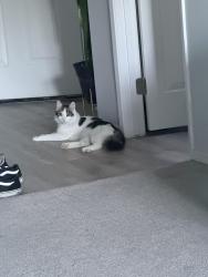 Lost Male Cat last seen Oak canyon drive, Anaheim, CA 92808