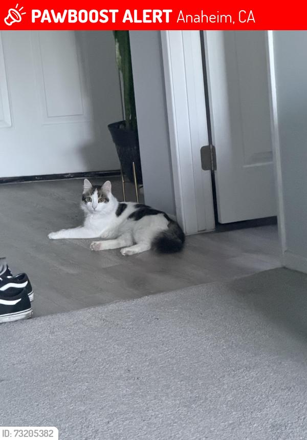 Lost Male Cat last seen Oak canyon drive, Anaheim, CA 92808