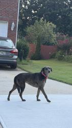 Found/Stray Female Dog last seen Lawrenceville, Lawrenceville, GA 30044