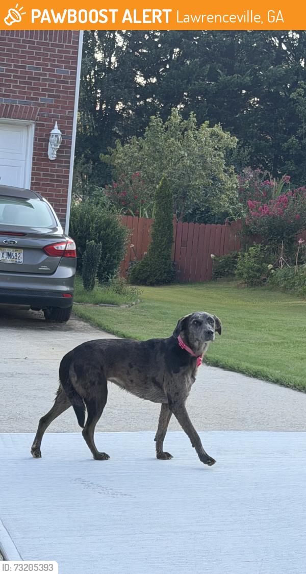 Found/Stray Female Dog last seen Lawrenceville, Lawrenceville, GA 30044