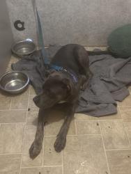 Reunited Male Dog last seen 24th st ne, Ruskin, FL 33570