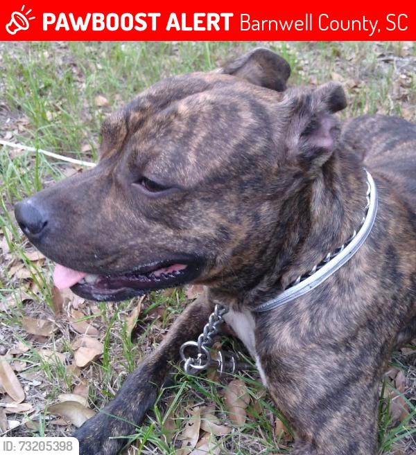 Lost Male Dog last seen Candy Lane, Barnwell County, SC 29853