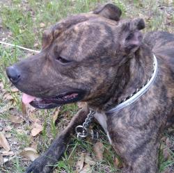 Lost Male Dog last seen Candy Lane, Barnwell County, SC 29853