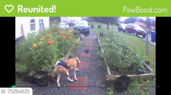 Reunited Unknown Dog last seen In the neighborhood of Nolan/Newport/Brewer Drive, Bloomfield, CT 06002