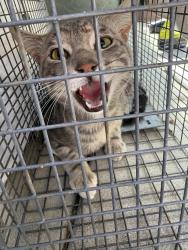 Found/Stray Male Cat last seen Sunset heights rd and Nutmeg, Escondido, CA 92026