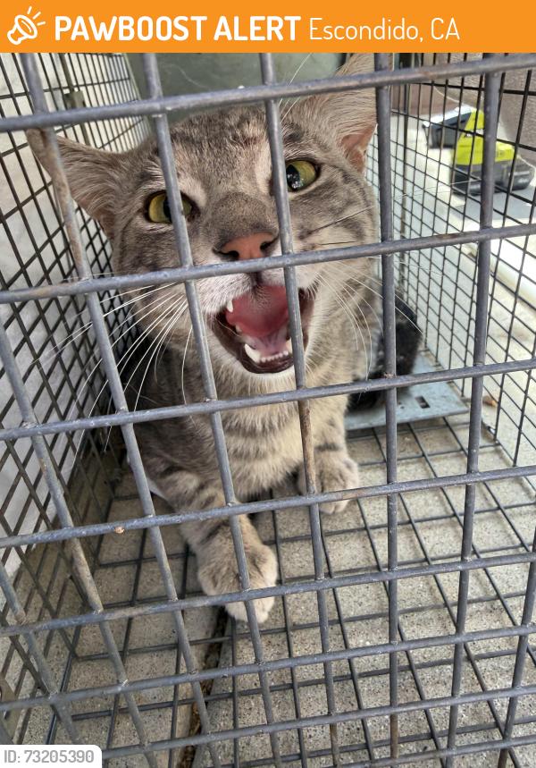 Found/Stray Male Cat last seen Sunset heights rd and Nutmeg, Escondido, CA 92026