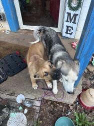 Found/Stray Unknown Dog last seen My hse, Union Grove, NC 28689