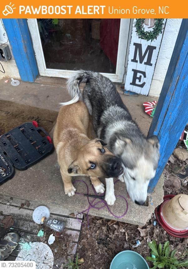 Found/Stray Unknown Dog last seen My hse, Union Grove, NC 28689