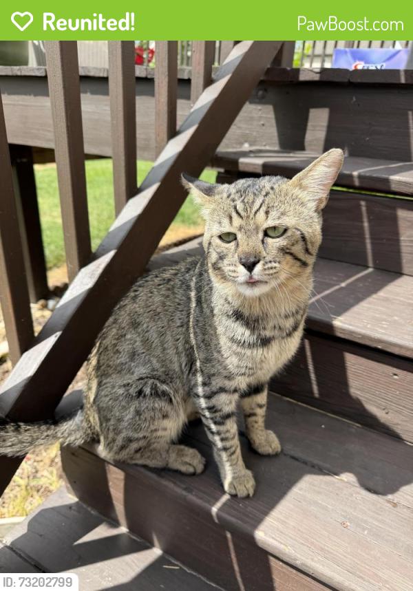 Reunited Unknown Cat last seen Near kiddie academy, Mechanicsburg, PA 17050