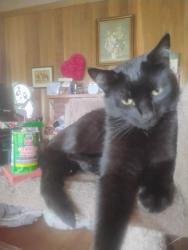 Reunited Female Cat last seen Phinney Ridge Community center, 67th/Phinney AveGreenwood Ave,Woodland Park, Seattle, WA 98103