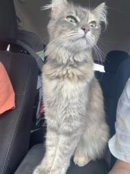 Reunited Female Cat last seen Noodles and company on Wanamaker, Topeka, KS 66614