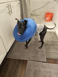 Reunited Male Dog last seen paul.jones ave and Brandywine st, San Diego, CA 92117