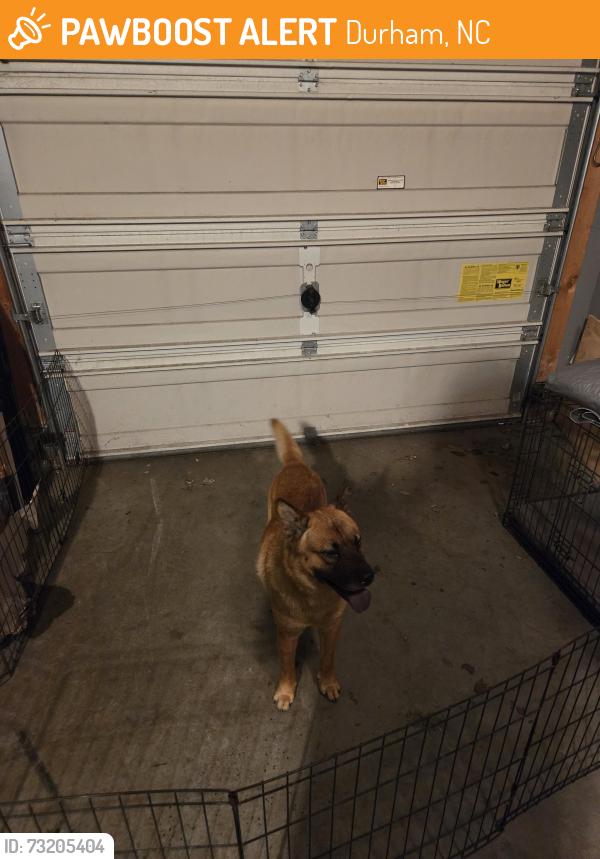 Found/Stray Male Dog last seen Thistlerock and Marbury dr durham, Durham, NC 27703