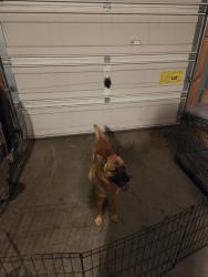 Found/Stray Male Dog last seen Thistlerock and Marbury dr durham, Durham, NC 27703