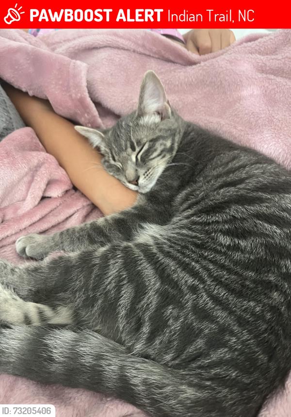 Lost Male Cat last seen Near exchange circle, Indian Trail, NC 28079