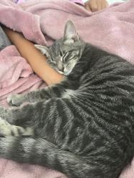 Lost Male Cat last seen Near exchange circle, Indian Trail, NC 28079