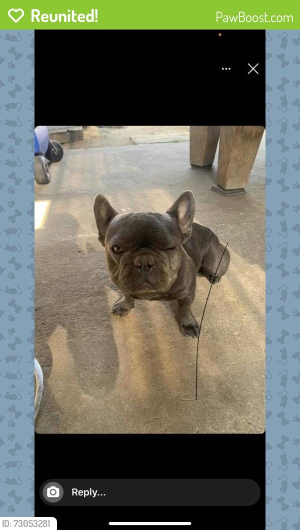 Reunited Male Dog last seen Stimpson and Garo St, Hacienda Heights, CA 91745