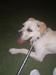 Reunited Female Dog last seen Euclid & Woodbury, Garden Grove, CA 92843