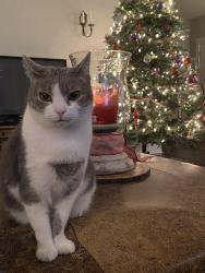 Reunited Female Cat last seen Applecross Dr, Cary, NC 27511, USA, Cary, NC 27511
