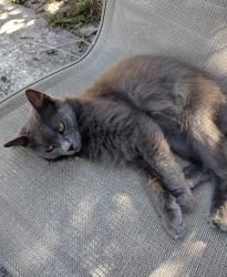 Lost Female Cat last seen Gomez and Mac dill, Tampa, FL 33607