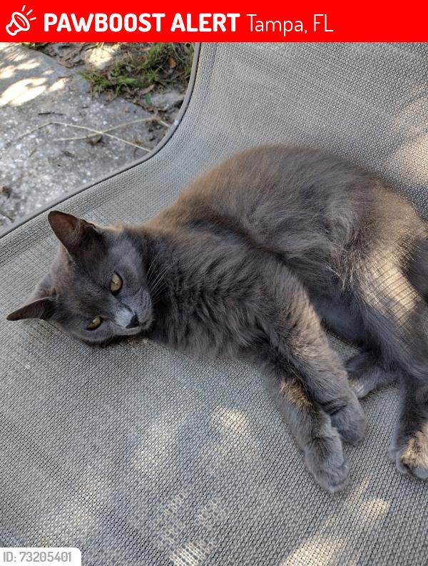 Lost Female Cat last seen Gomez and Mac dill, Tampa, FL 33607
