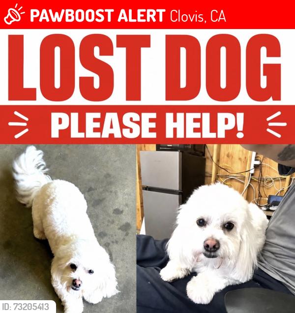 Lost Male Dog last seen Shaw, Clovis, CA 93612