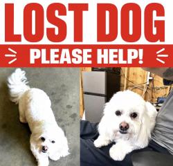 Lost Male Dog last seen Shaw, Clovis, CA 93612
