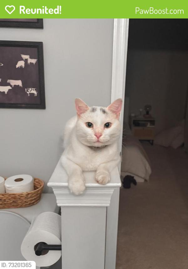 Reunited Male Cat last seen Susan Leslie Dr Ashburn, VA 20147 United States, Ashburn, VA 20147