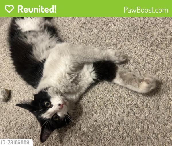 Reunited Female Cat last seen Clairemont dr and knap street near Whittier school, San Diego, CA 92117