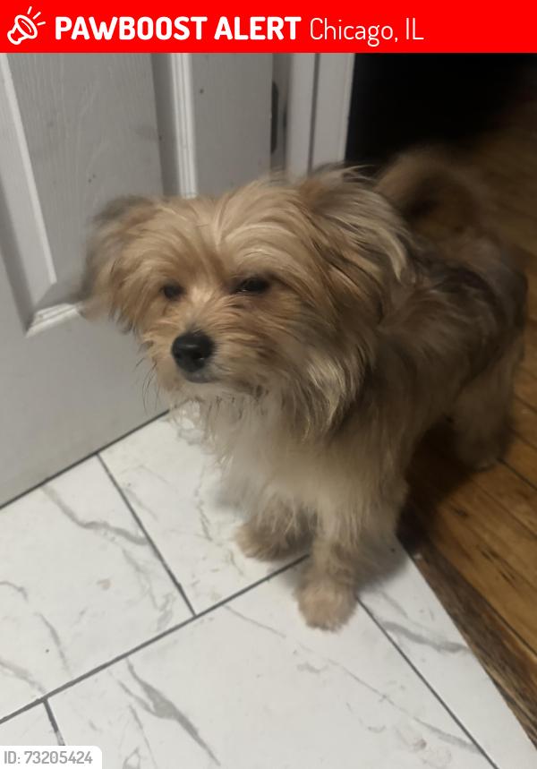 Lost Male Dog last seen Alley of hamlin and washington, Chicago, IL 60624