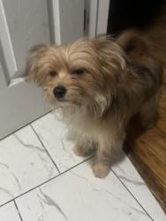 Lost Male Dog last seen Alley of hamlin and washington, Chicago, IL 60624