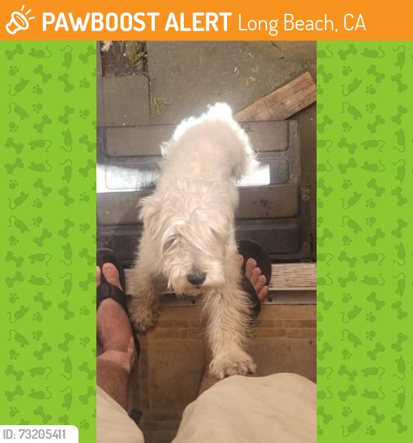 Found/Stray Female Dog last seen Orange av 6541 con artesia. 90805, Long Beach, CA 90805