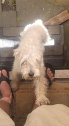 Found/Stray Female Dog last seen Orange av 6541 con artesia. 90805, Long Beach, CA 90805