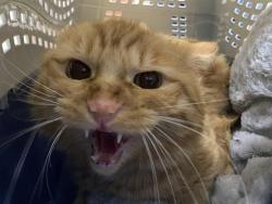 Shelter Stray Unknown Cat last seen , 3839 W Burnham St, West Milwaukee, WI 53215, USA