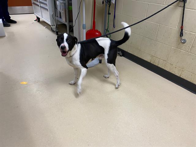 Shelter Stray Male Dog last seen Near BLOCK N 38TH ST, 3839 W Burnham St, West Milwaukee, WI 53215, USA