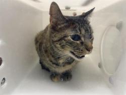 Shelter Stray Male Cat last seen Near BLOCK W NATIONAL AVE, 3839 W Burnham St, West Milwaukee, WI 53215, USA