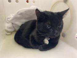 Shelter Stray Female Cat last seen 1ST MORGAN, 3839 W Burnham St, West Milwaukee, WI 53215, USA