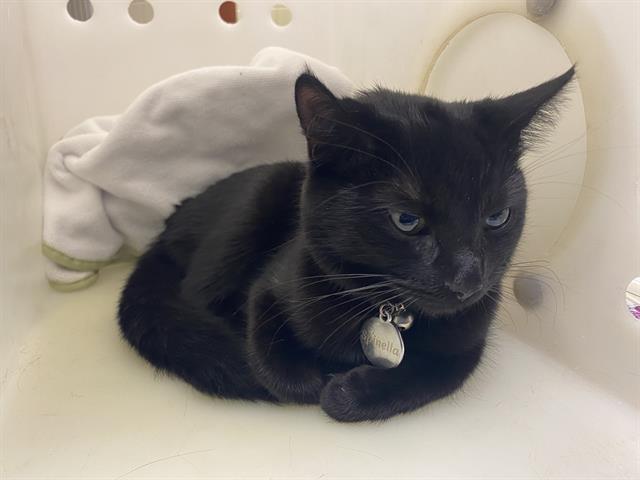Shelter Stray Female Cat last seen 1ST MORGAN, 3839 W Burnham St, West Milwaukee, WI 53215, USA