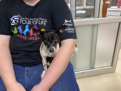 Shelter Stray Male Dog last seen Near BLOCK N 31ST ST, 3839 W Burnham St, West Milwaukee, WI 53215, USA