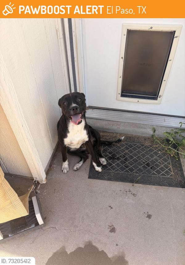 Found/Stray Male Dog last seen Red Road, El Paso, TX 79912